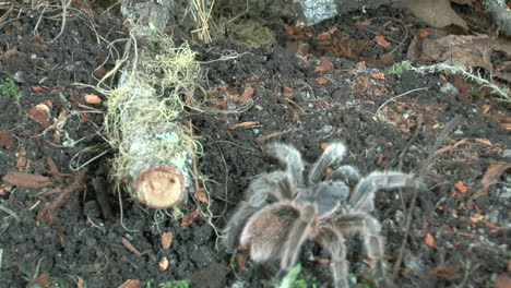 front close up view of walking tarantula