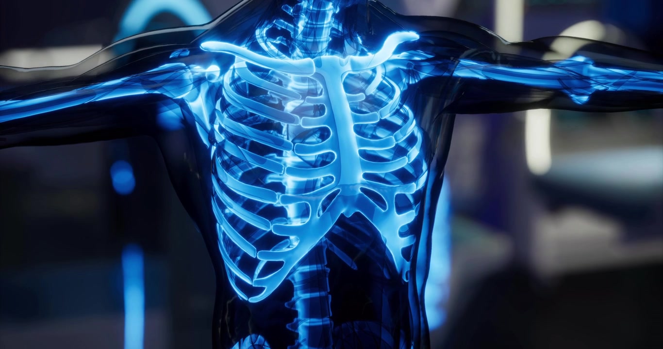 Detailed anatomical view of the human skeleton highlighting thoracic structure