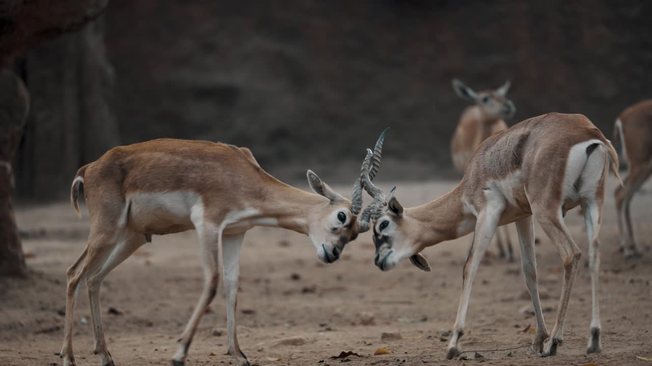 dos antílopes machos blackbuck peleando con sus cuernos largos y anillados