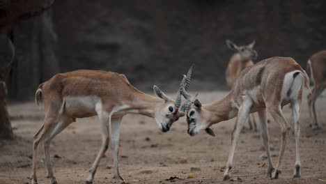 Zwei-Männliche-Schwarzbock-Antilopen,-Die-Mit-Ihren-Langen-Und-Beringten-Hörnern-Kämpfen