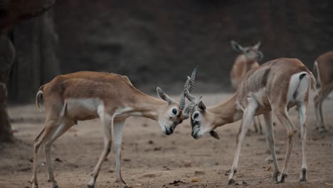 two blackbuck male antelopes fighting with their long and ringed horns