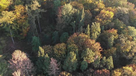 Aerial-view-of-a-forest-in-beautiful-fall-colors