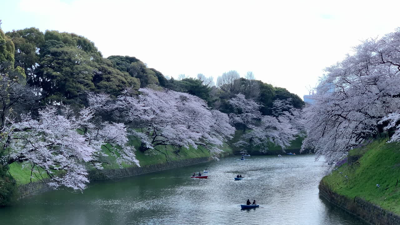 flores de cerezo y botes de remos junto al foso del palacio imperial en el parque chidorigafuchi