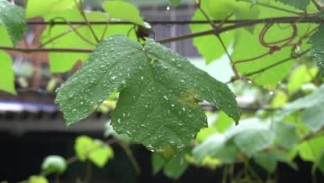 Eine-Weinrebe-In-Meinem-Haus