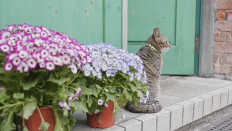 집 문 에 앉아 있는 거리 고양이
