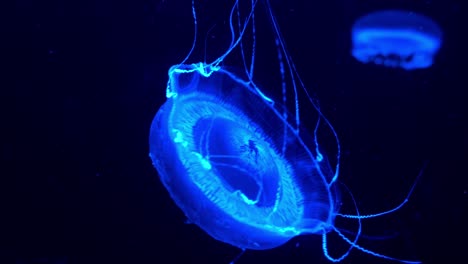 Neue-Gattung-Und-Art-Von-Hydromedusa,-Kristallgelee,-Die-Im-Wasser-Schwimmen-Und-Schwimmen,-Emittieren-Grünes-Biolumineszenzlicht,-Grün-Fluoreszierendes-Protein-Um-Den-Rand-Seiner-Glocke