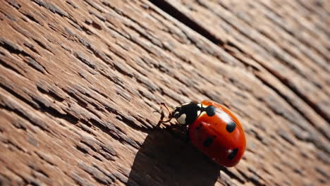 ladybug on wooden surface