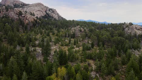 aerial view of an incredible pine forest over the mountains