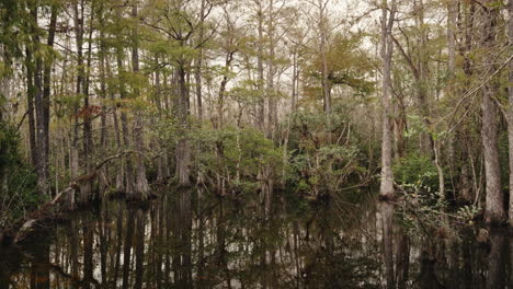 tranquil swamp forest landscape