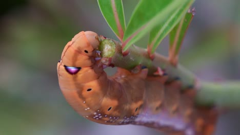 close up shot of a vibrant oleander hawk-moth caterpillar with distinctive eyespot and segmented body, clings to a green stem, feeding on the leaf