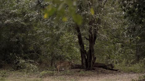 Lone-female-deer-looking-straight-at-the-camera-and-moving-away-in-the-forest