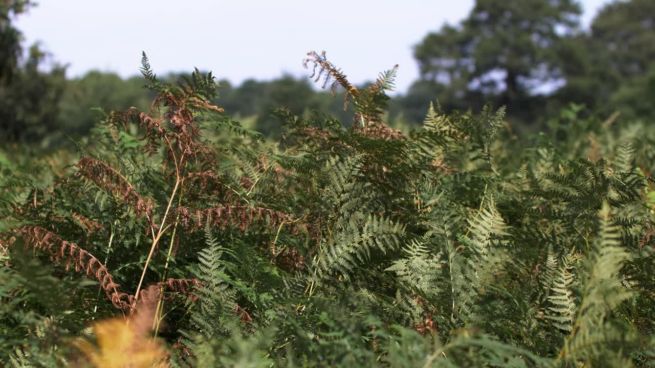 바람에 흔들리는 야생 양치류. 잠긴