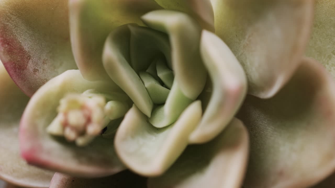 micro vídeo de un acercamiento de la planta de cactus verde con espacio de copia