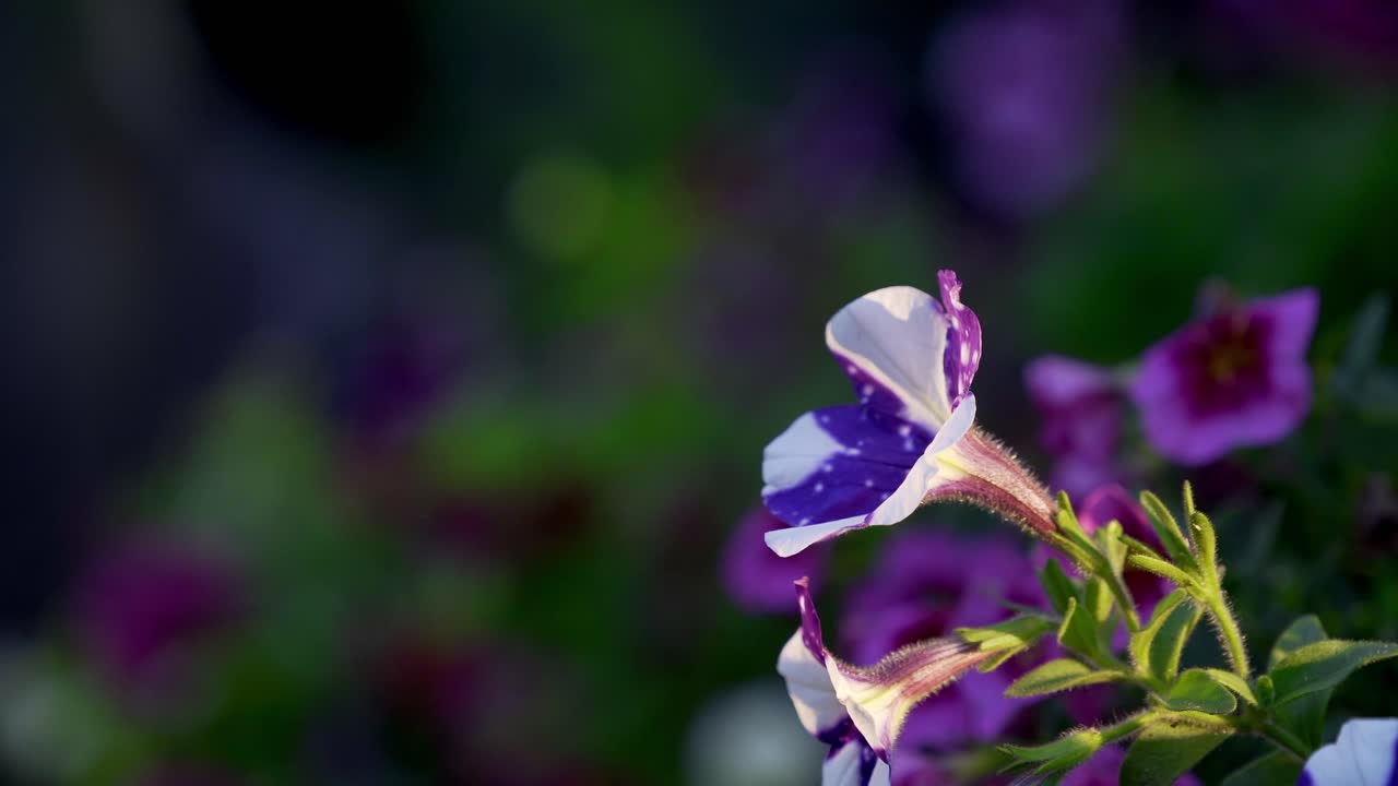 hermosa flor violeta al atardecer