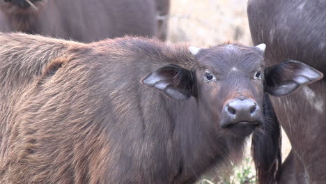 close-up of a young african buffalo standing with the herd