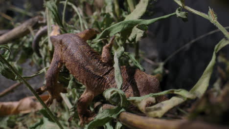 diminuto gecko trepando por los árboles