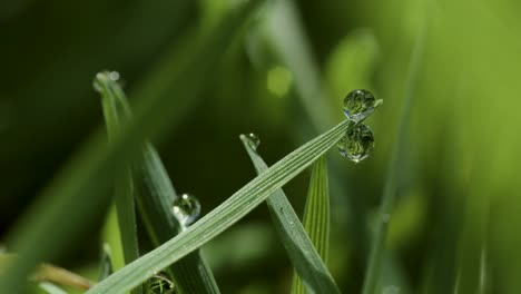 Lapso-De-Tiempo-De-Las-Gotas-De-Rocío-Que-Se-Evaporan-Al-Sol-De-La-Mañana,-Tomadas-Con-Una-Lente-Macro-Sigma-De-100-Mm