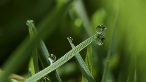 time lapse of dew drops evaporating in the morning sun, shot on sigma 100mm macro lens
