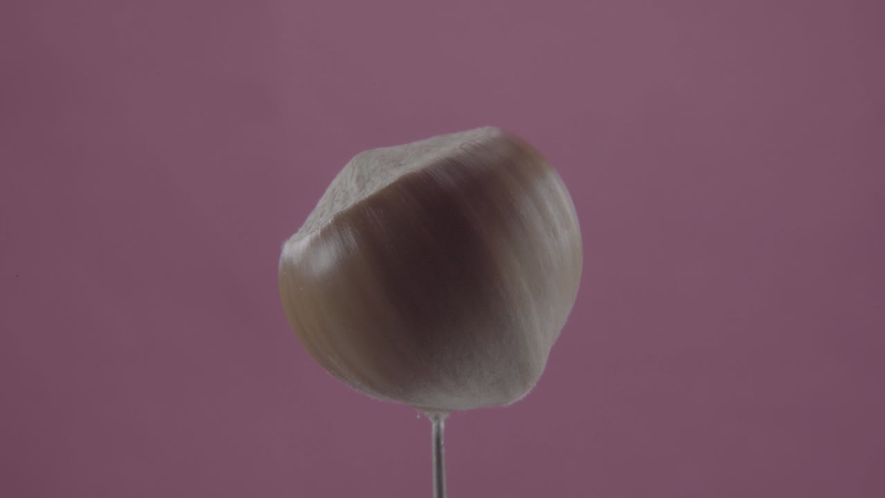 avellana girando con bucle en la pantalla de fucsia para la llave de croma