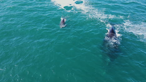 ballena franca austral y cría recién nacida soplan juntas, hermanus