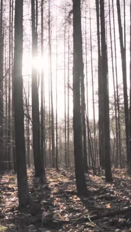 sunlight in a winter forest