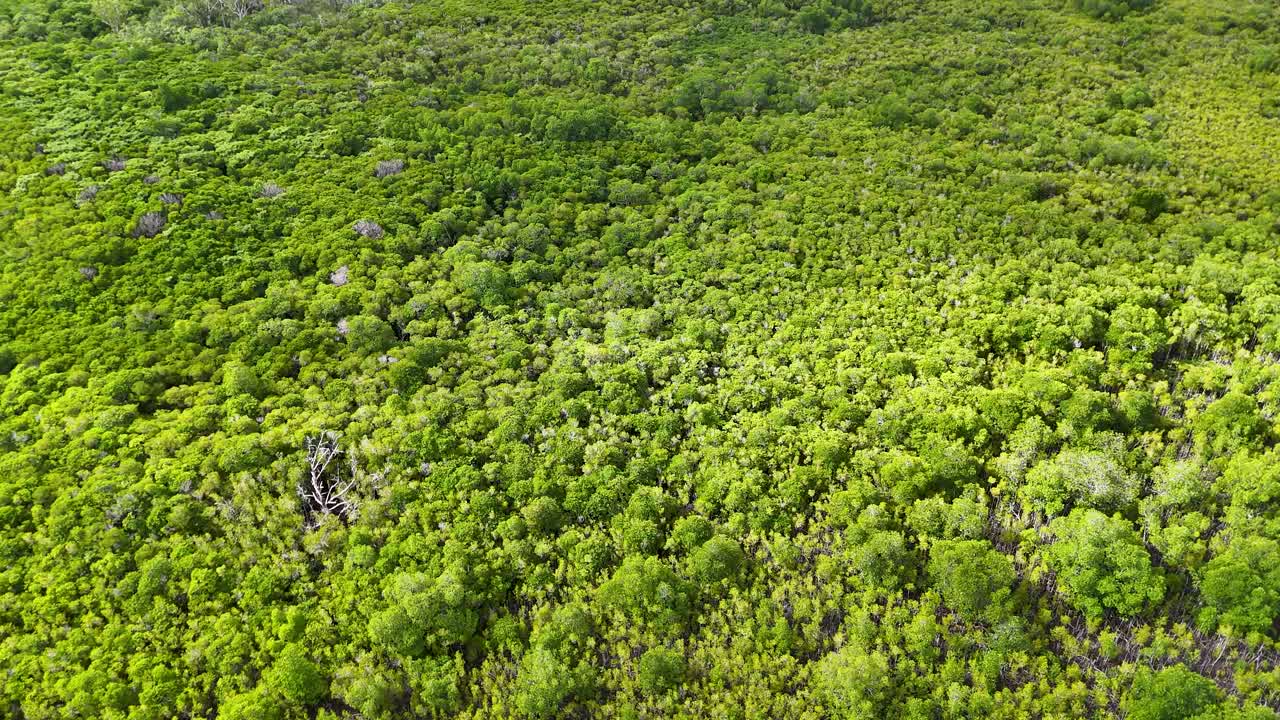 Drone glides above dense green rainforest canopy in bright daylight, revealing expansive tropical wilderness