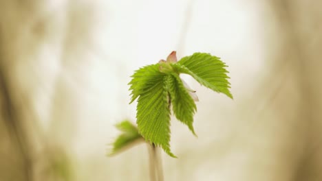 Lush-Elm-Leaves-On-The-Stem---close-up