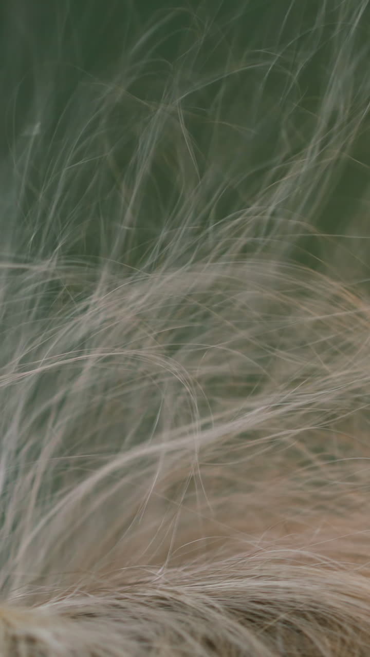 Careful stylist brushes and dries lady client long blonde hair in contemporary professional beauty salon extreme close view slow motion