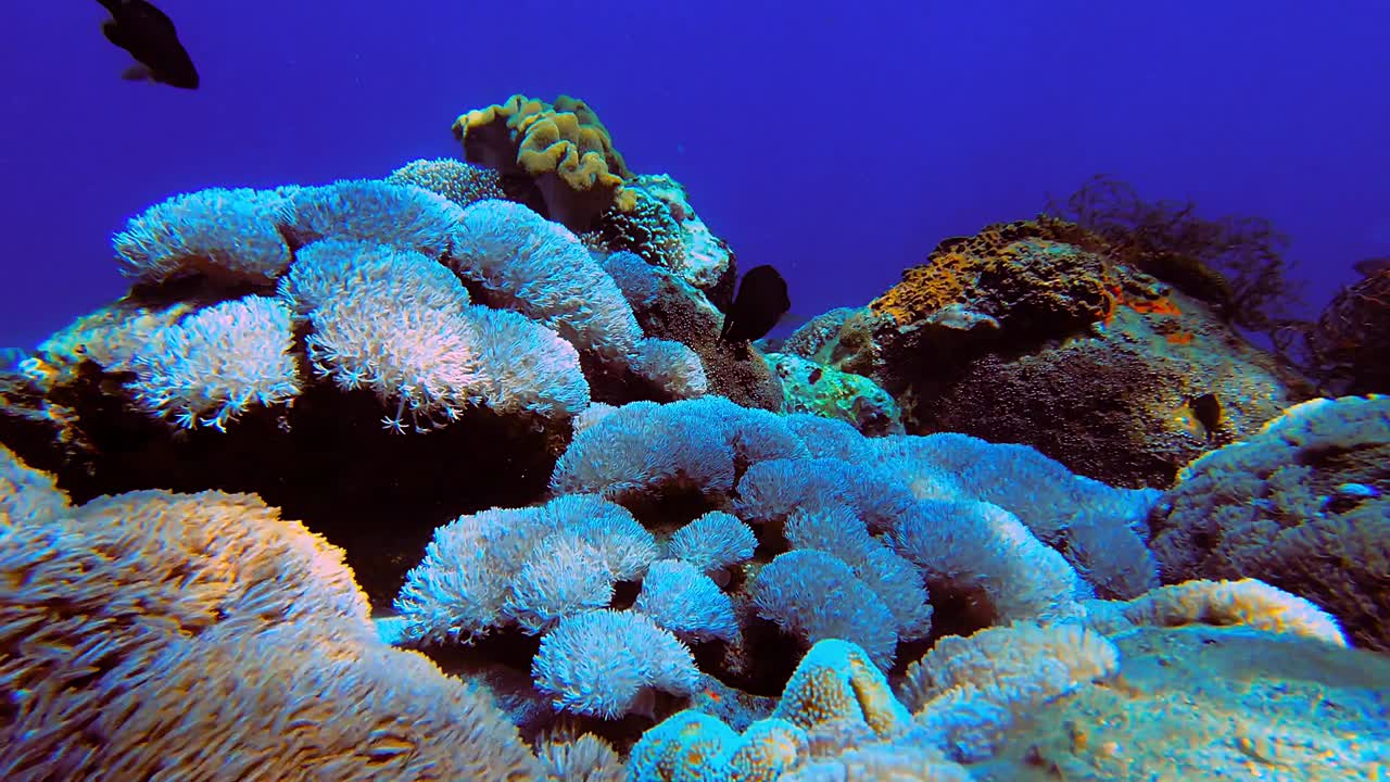 Static underwater view of tropical goniopora coral while fish swims around