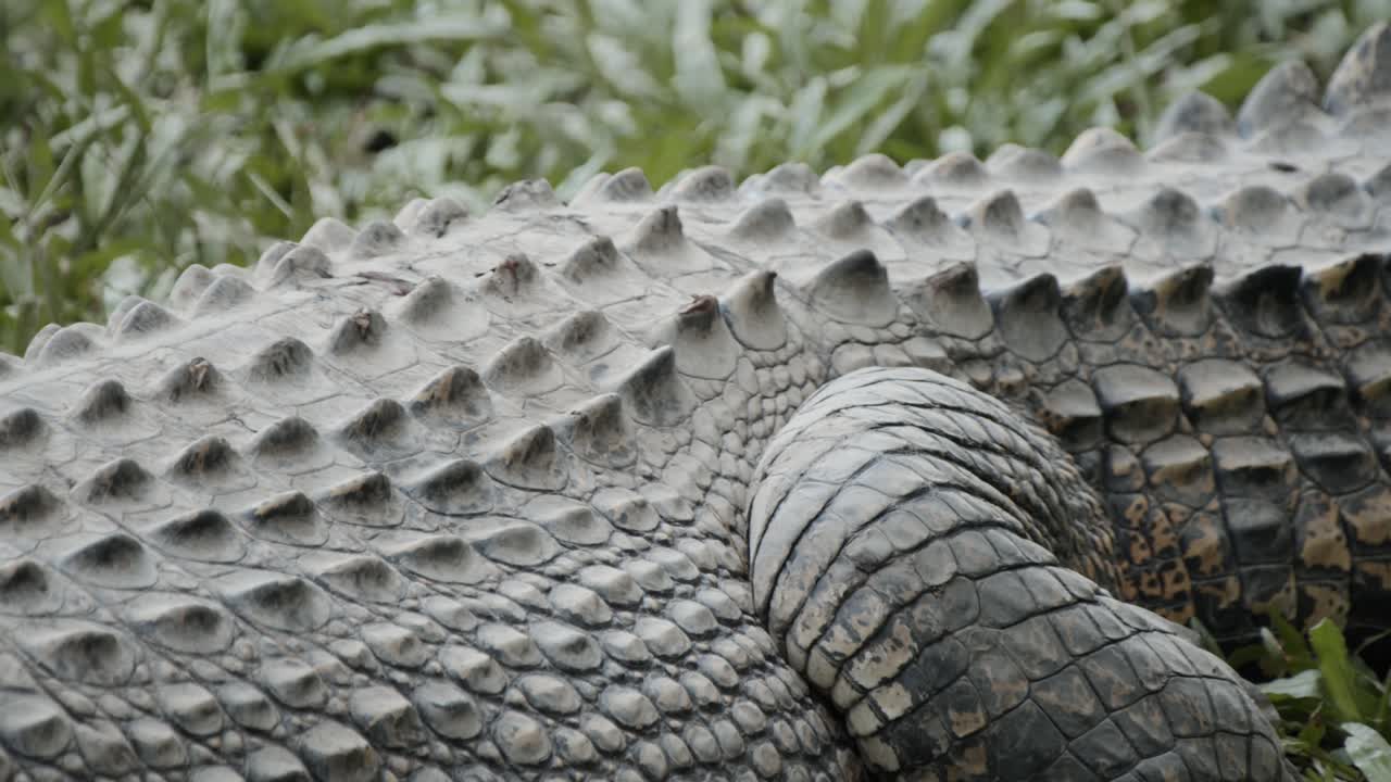 gran cocodrilo peligroso acostado en la hierba alta