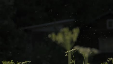 plants and flies in evening light