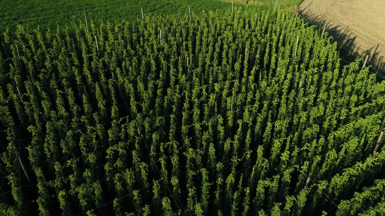 A film shot from a drone, hops planting near a photovoltaic farm, a lot of solar panels, an installation generating renewable energy, green energy
