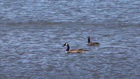 ganso de canadá en un lago
