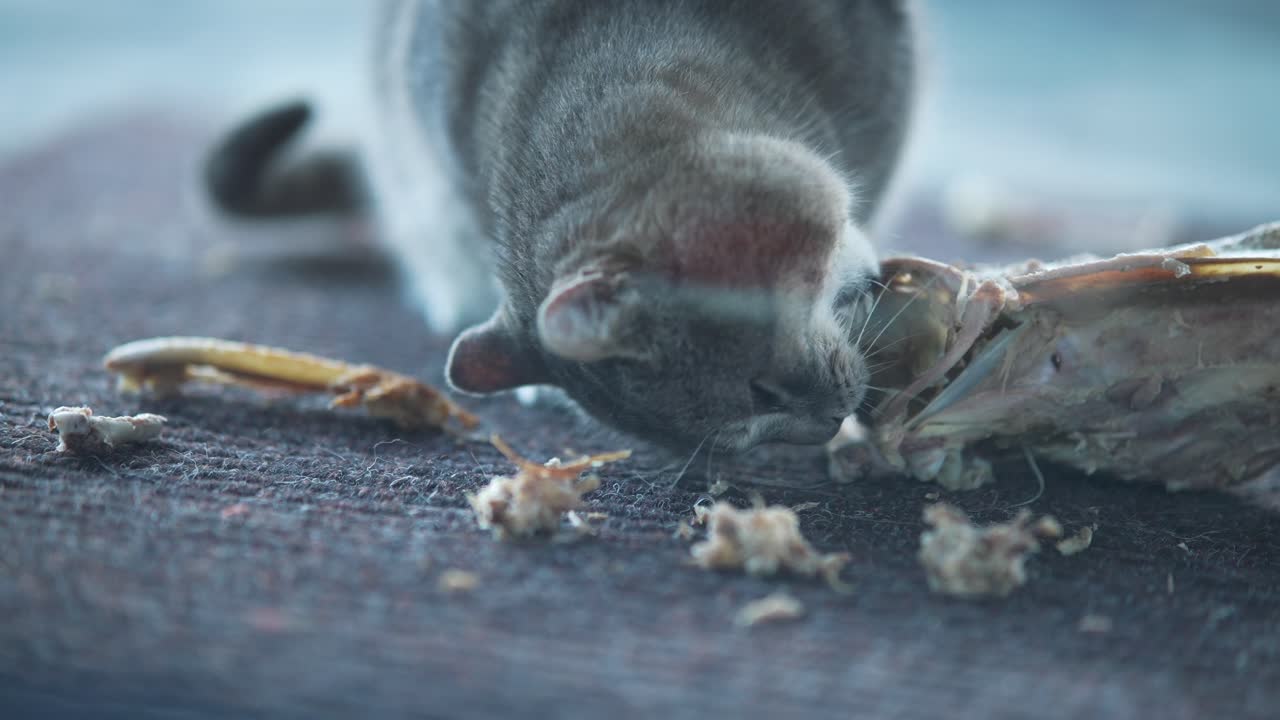 회색 새끼 고양이가 를 먹는다