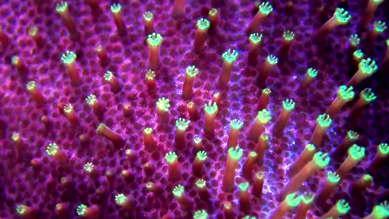 primo piano estremo di polipi di corallo verde neon su una struttura corallina viola