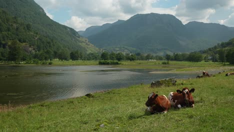 two cows lie comfortably on lush grass near a tranquil lake, with majestic mountains in the background and a bright sky overhead. a peaceful rural scene unfolds in nature