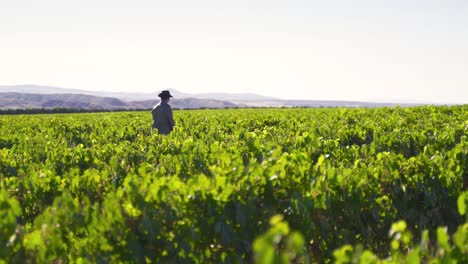 Granjero-Caminando-En-Viñedo-Orgánico.