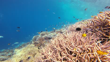 Una-Cautivadora-Toma-Submarina-Con-La-Cámara-Moviéndose-Sobre-Un-Vibrante-Arrecife-De-Coral.