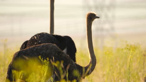 an ostrich stalks through tall grassland past a herd of zebras as power lines and tranmission towers are visible in the background