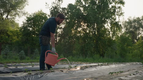 adult male gardener watering small strawberry seedlings with coral plastic watering can over black mulch rows in sunlit field, close up on flowing water and young plants amid green foliage