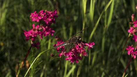 libélula en las flores rosas