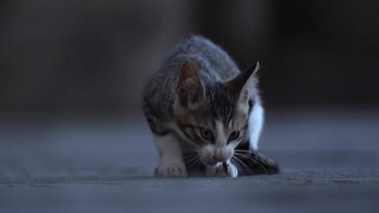 Primer plano de un gatito comiendo una pequeña lagartija