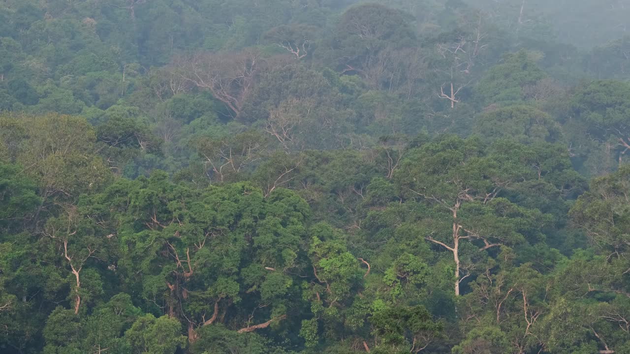 el dosel del bosque del parque nacional khao yai se alejó revelando una exuberante selva tropical verde en tailandia