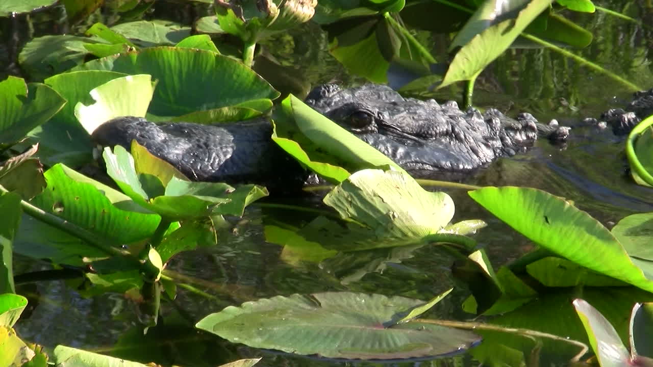 caimanes nada hacia el espectador en los everglades 3