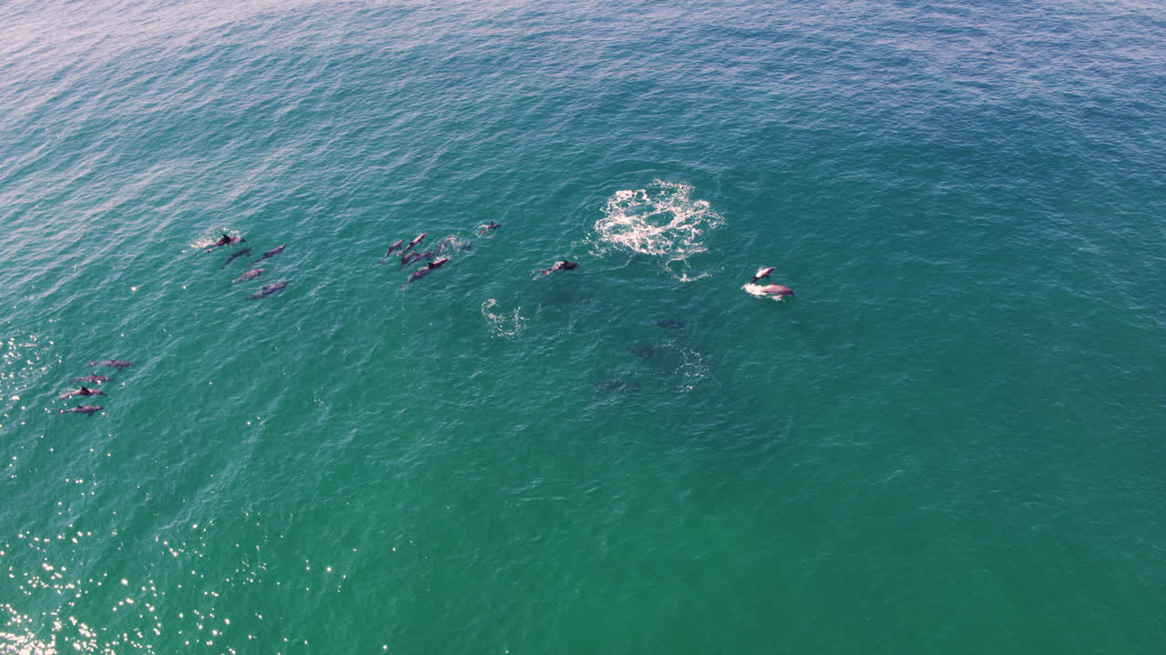 Group of dolphins gliding beneath the surface and spinning above in air in turquoise sea, drone aerial