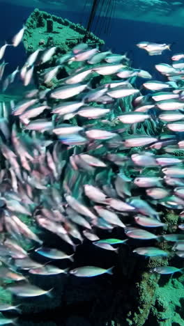 underwater shipwreck with fish school