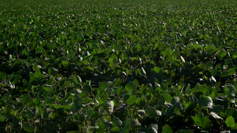 Un-Campo-De-Soja-Movido-Por-El-Viento