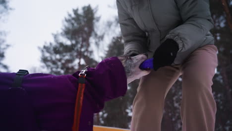 dog wearing purple coat bites rubber toy during playful tug session with woman dressed in gray puffer jacket and beige pants on snowy forest trail, both enjoying interactive winter activity together