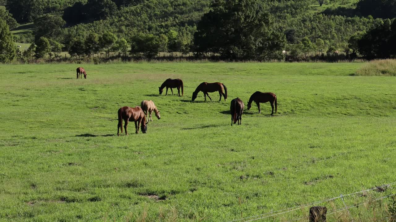 caballos pastando pacíficamente en un campo exuberante