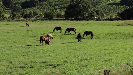 horses peacefully grazing in a lush field